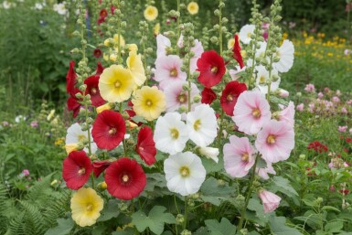 Gul stokrose Alcea ficifolia 5-10 potte P9 Alcea ficifolia