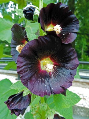 Stokrose Alcea rosea 'Nigra' 5-10 potte P9 Alcea rosea 'Nigra'
