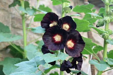 Stokrose Alcea rosea 'Nigra' 5-10 potte P9 Alcea rosea 'Nigra'