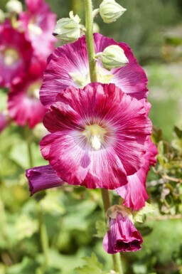 Stokrose Alcea rosea 5-10 potte P9 Alcea rosea