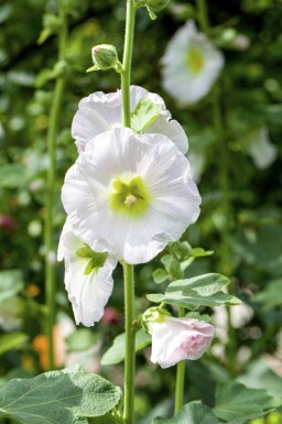Stokrose Alcea rosea 5-10 potte P9 Alcea rosea