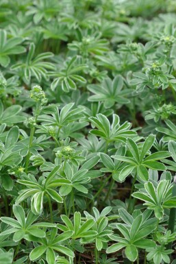 Bjergløvefod Alchemilla alpina 5-10 potte P9 Alchemilla alpina