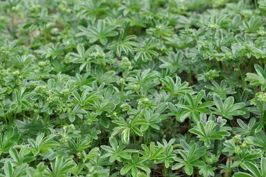 Bjergløvefod Alchemilla alpina 5-10 potte P9 Alchemilla alpina