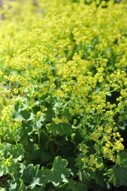 Løvefod Alchemilla epipsila 5-10 potte P9 Alchemilla epipsila