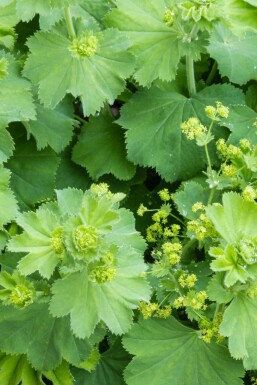 Løvefod Alchemilla vulgaris 5-10 potte P9 Alchemilla vulgaris
