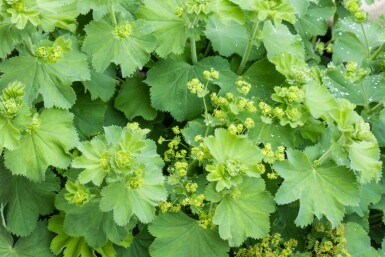 Løvefod Alchemilla vulgaris 5-10 potte P9 Alchemilla vulgaris