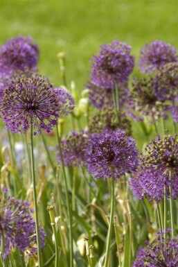 Kæmpe Prydløg Allium giganteum 5-10 potte P9 Allium giganteum