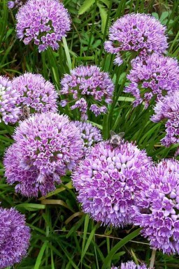Prydløg Allium senescens 'Millenium' 5-10 potte P9 Allium senescens 'Millenium'