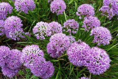 Prydløg Allium senescens 'Millenium' 5-10 potte P9 Allium senescens 'Millenium'