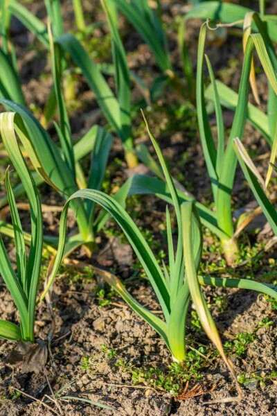 Hvidløg Allium sativum 5-10 potte P9 Allium sativum