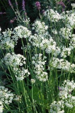 Kinesisk purløg Allium tuberosum 5-10 potte P9 Allium tuberosum