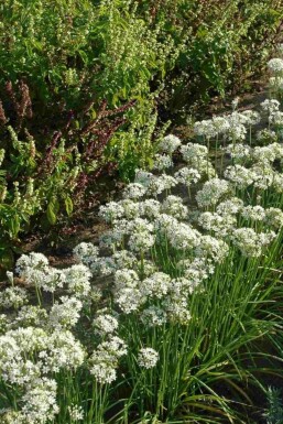 Kinesisk purløg Allium tuberosum 5-10 potte P9 Allium tuberosum