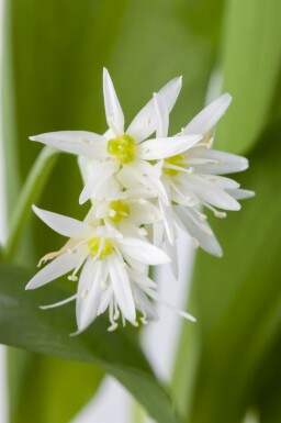 Ramsløg Allium ursinum 5-10 potte P9 Allium ursinum