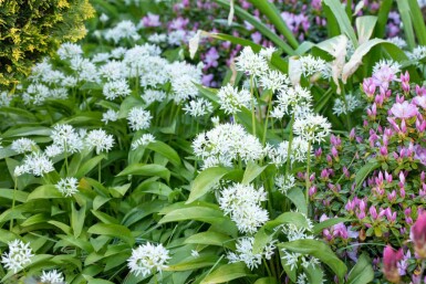 Ramsløg Allium ursinum 5-10 potte P9 Allium ursinum