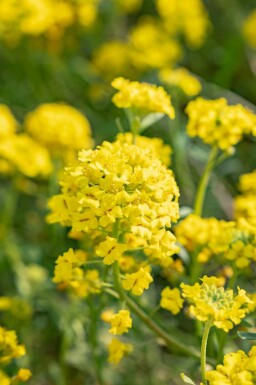 Guldslør Alyssum montanum 5-10 potte P9 Alyssum montanum