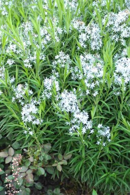 Silketråd Amsonia ciliata 5-10 potte P9 Amsonia ciliata