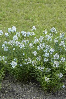Amsonia Amsonia hubrichtii 5-10 potte P9 Amsonia hubrichtii