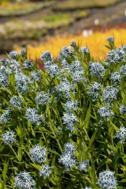 Amsonia Amsonia tabernaemontana 5-10 potte P9 Amsonia tabernaemontana