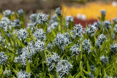 Amsonia Amsonia tabernaemontana 5-10 potte P9 Amsonia tabernaemontana