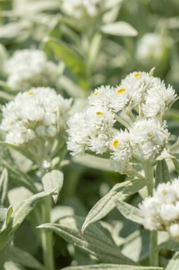 Perlekurv Anaphalis margaritacea 5-10 potte P9 Anaphalis margaritacea