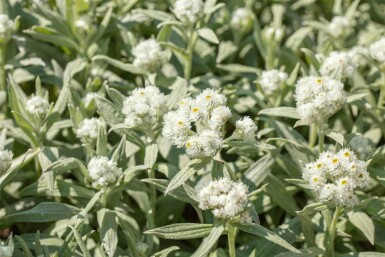 Perlekurv Anaphalis margaritacea 5-10 potte P9 Anaphalis margaritacea