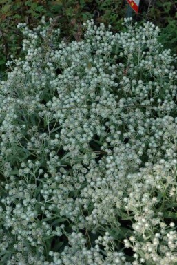Evighedsblomst Anaphalis triplinervis 'Sommerschnee' 5-10 potte P9 Anaphalis triplinervis 'Sommerschnee'
