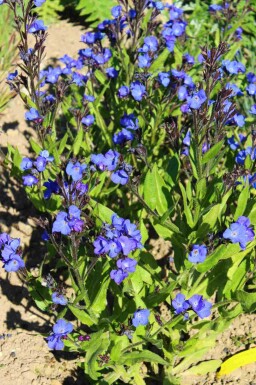 Italiensk oksetunge Anchusa azurea 'Loddon Royalist' 5-10 potte P9 Anchusa azurea 'Loddon Royalist'