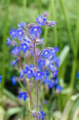 Blå slangehoved Anchusa azurea 5-10 potte P9 Anchusa azurea