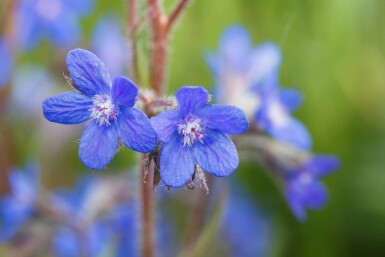 Blå slangehoved Anchusa azurea 5-10 potte P9 Anchusa azurea