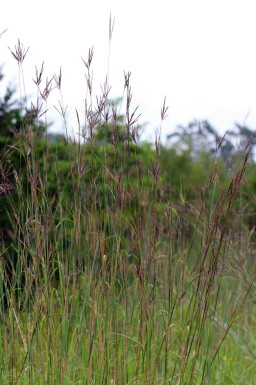Præriegræs Andropogon gerardii 5-10 potte P9 Andropogon gerardii
