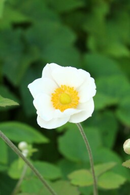 Høstanemone Anemone japonica 'Andrea Atkinson' 5-10 potte P9 Anemone japonica 'Andrea Atkinson'