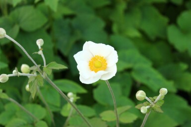 Høstanemone Anemone japonica 'Andrea Atkinson' 5-10 potte P9 Anemone japonica 'Andrea Atkinson'