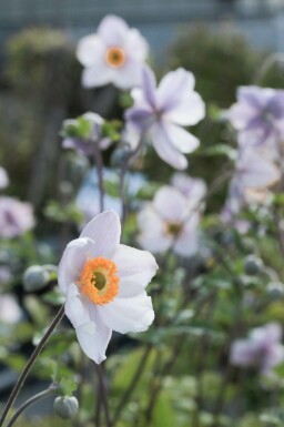 Høstanemone Anemone 'Elfin Swan' 5-10 potte P9 Anemone 'Elfin Swan'