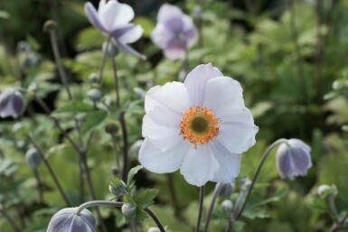 Høstanemone Anemone 'Elfin Swan' 5-10 potte P9 Anemone 'Elfin Swan'