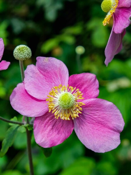 Høstanemone Anemone hupehensis 'Hadspen Abundance' 5-10 potte P9 Anemone hupehensis 'Hadspen Abundance'