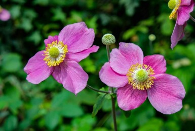 Høstanemone Anemone hupehensis 'Hadspen Abundance' 5-10 potte P9 Anemone hupehensis 'Hadspen Abundance'