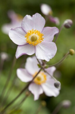 Høstanemone Anemone hupehensis 5-10 potte P9 Anemone hupehensis