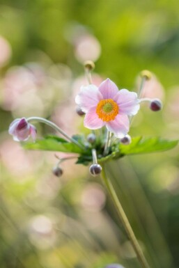Høstanemone Anemone hupehensis 5-10 potte P9 Anemone hupehensis