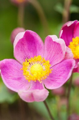 Kinesisk anemone Anemone hupehensis 'Praecox' 5-10 potte P9 Anemone hupehensis 'Praecox'