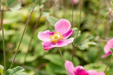 Kinesisk anemone Anemone hupehensis 'Praecox' 5-10 potte P9 Anemone hupehensis 'Praecox'