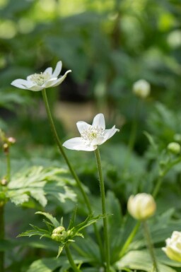 Anemone Anemone leveillei 5-10 potte P9 Anemone leveillei