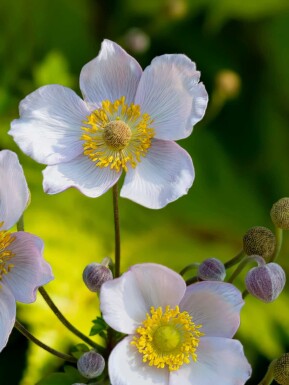 Høstanemone Anemone japonica 'Richard Ahrens' 5-10 potte P9 Anemone japonica 'Richard Ahrens'