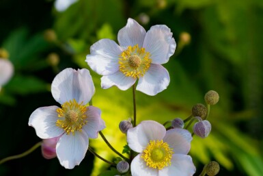 Høstanemone Anemone japonica 'Richard Ahrens' 5-10 potte P9 Anemone japonica 'Richard Ahrens'