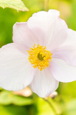 Høstanemone Anemone tomentosa 'Robustissima' 5-10 potte P9 Anemone tomentosa 'Robustissima'