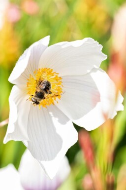Høstanemone Anemone japonica 'Wild Swan' 5-10 potte P9 Anemone japonica 'Wild Swan'