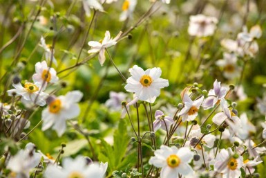 Høstanemone Anemone japonica 'Wild Swan' 5-10 potte P9 Anemone japonica 'Wild Swan'