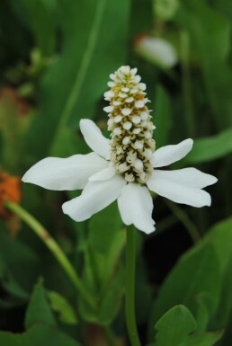 Anemopsis Anemopsis californica 5-10 potte P9 Anemopsis californica