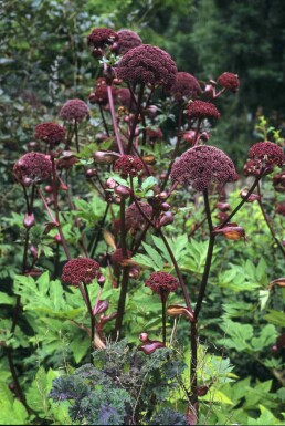 Koreansk angelik Angelica gigas 5-10 potte P9 Angelica gigas