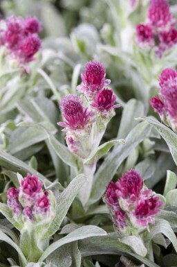 Kattefod Antennaria dioica 5-10 potte P9 Antennaria dioica