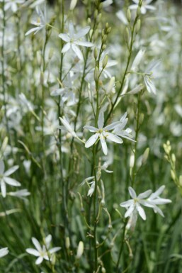 Engblomst Anthericum liliago 5-10 potte P9 Anthericum liliago